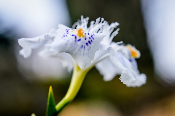 鸢尾花蓝蝴蝶花