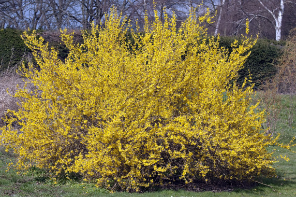 forsythia