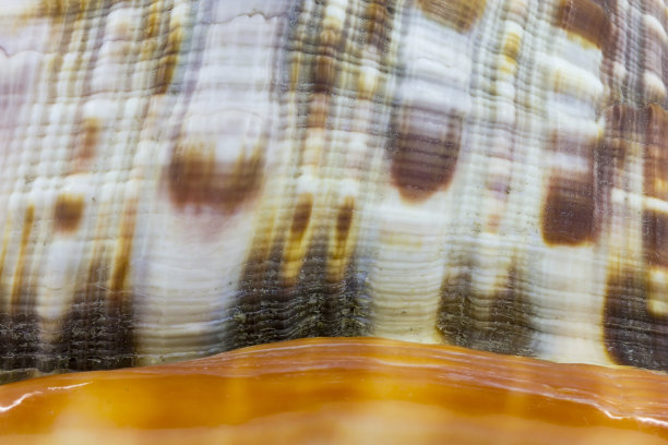 cassis