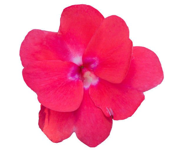 impatiens