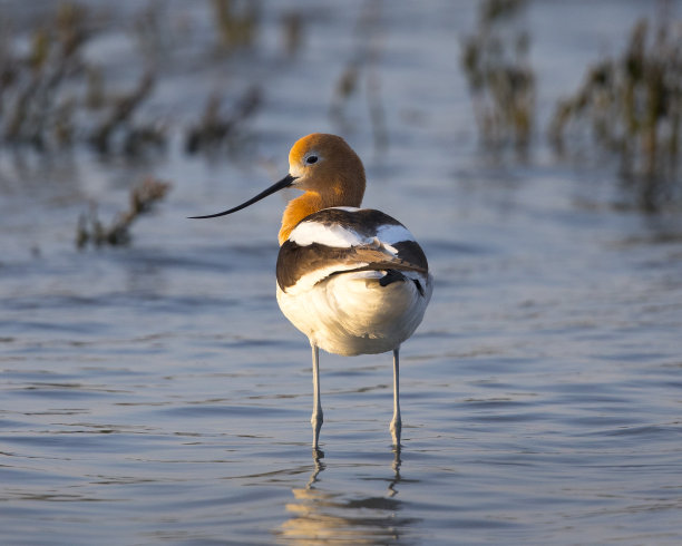 avocet