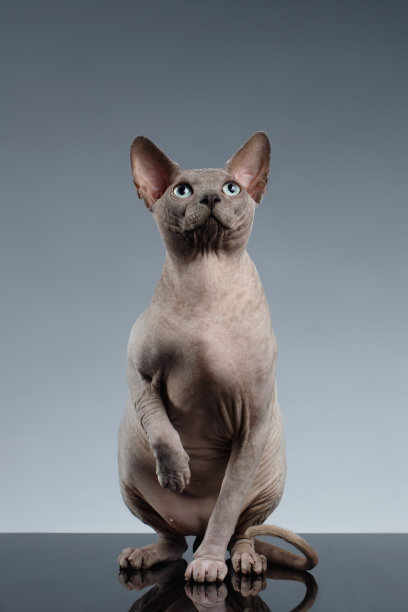 sphinx