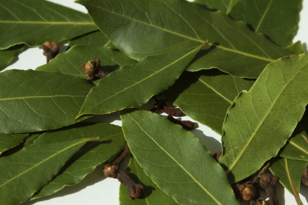 laurel