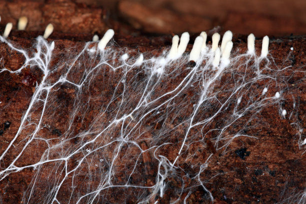 fungus