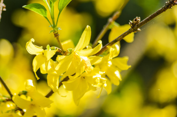 forsythia