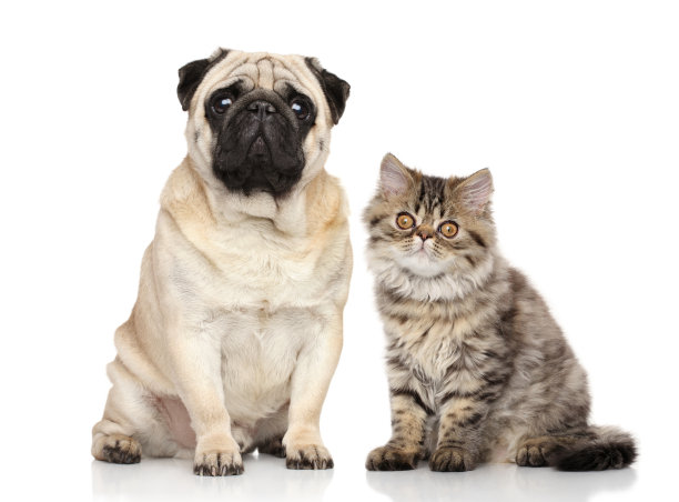 pug