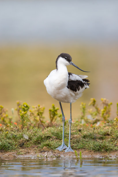 avocet