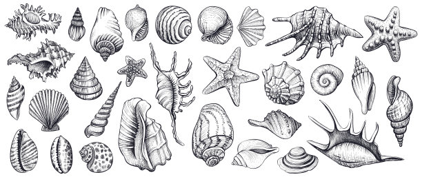 shells