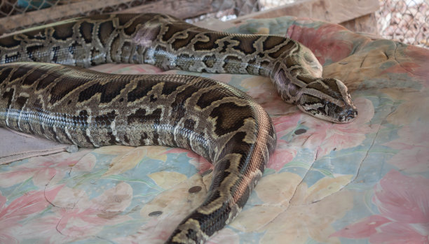python