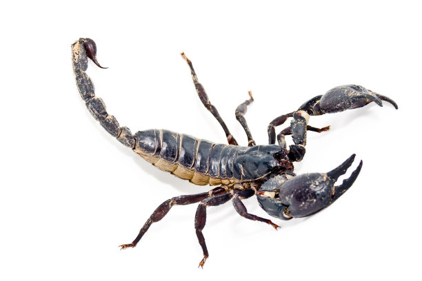 scorpio