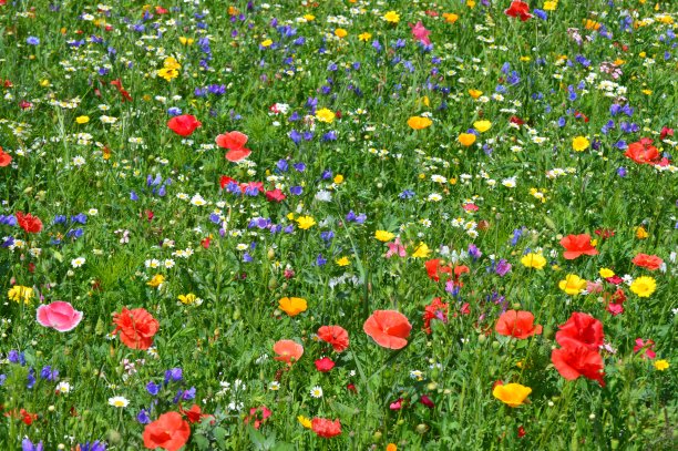 wildflower