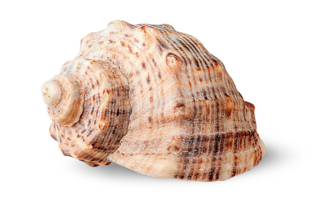 conch