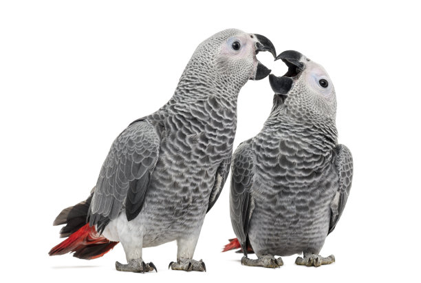 parrots