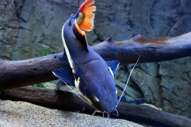 catfish