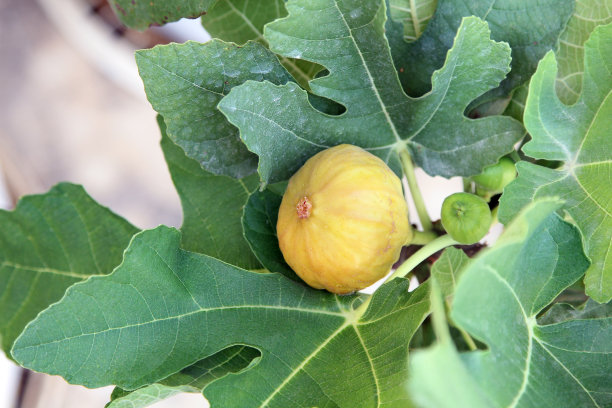 ficus