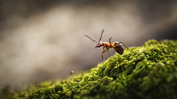 ant