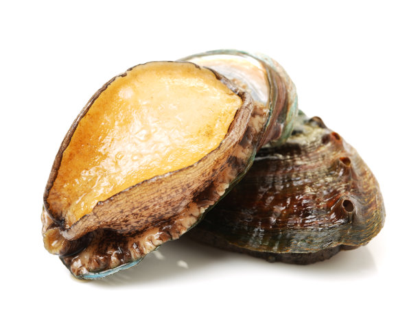 abalone