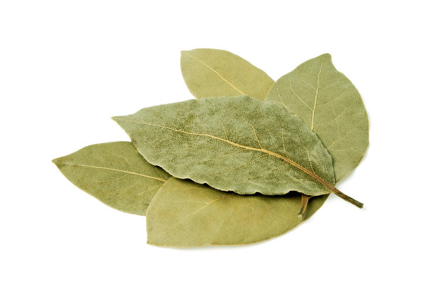 laurel