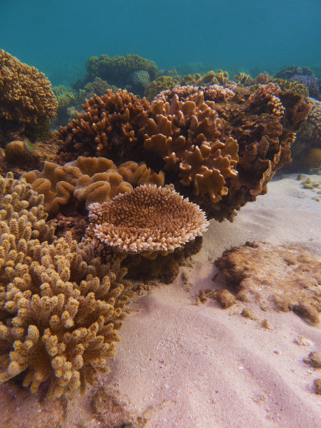 垂直画幅,珊瑚色,水肺潜水