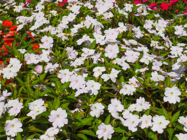 impatiens