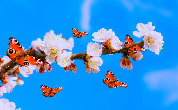 杏花与蝴蝶