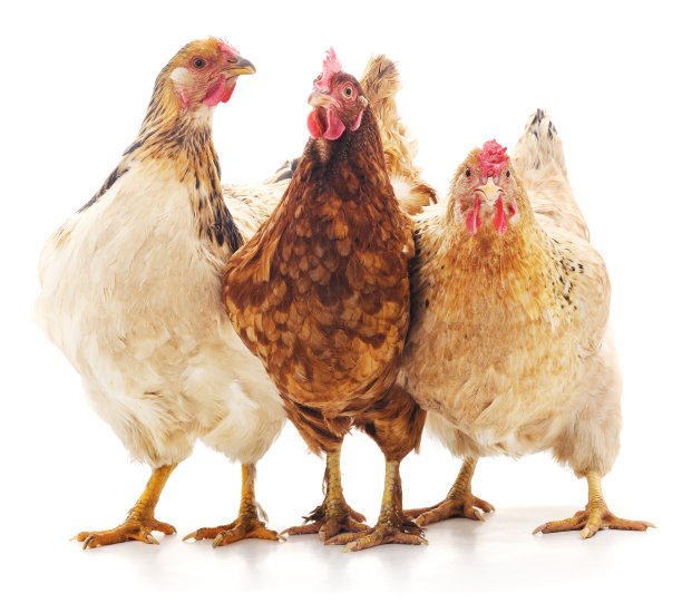 hen