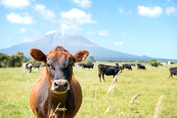 dairy