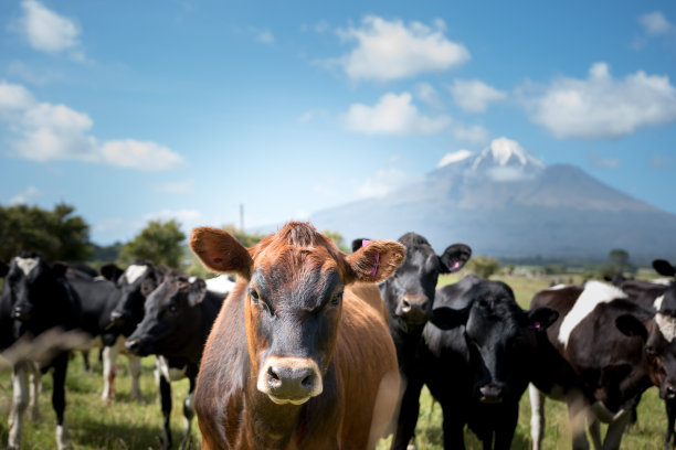 dairy
