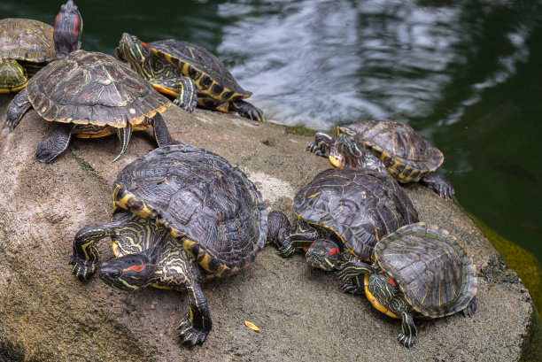 turtle
