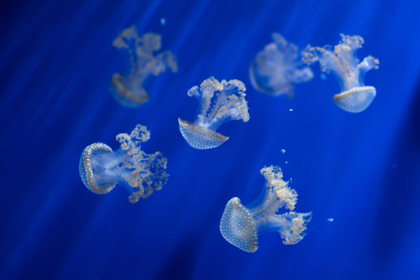 白斑水母