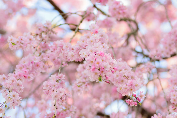 花见节