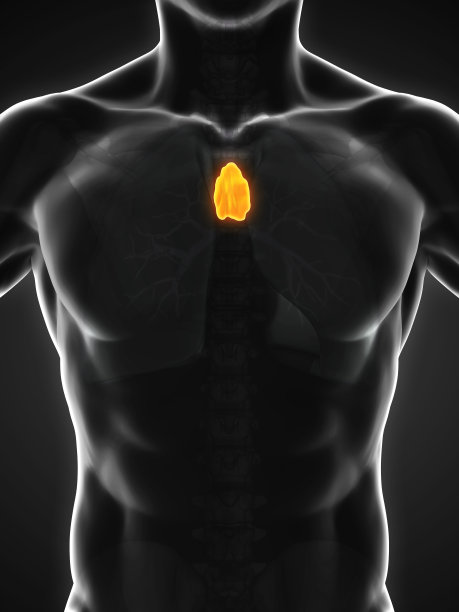 thymus