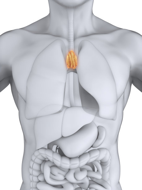 thymus