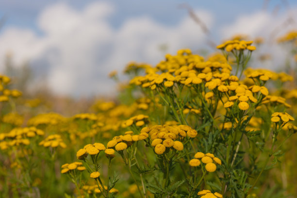 tanacetum