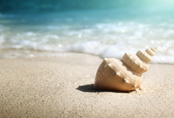 shells