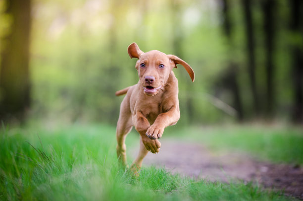 维希拉猎犬