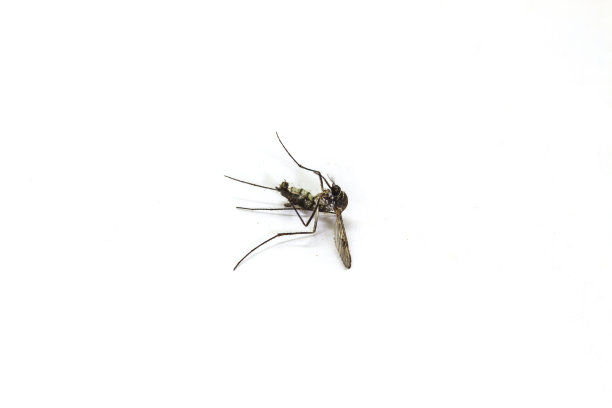 mosquito