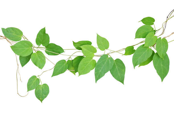 vitis