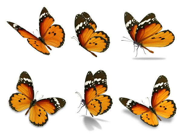 papilio