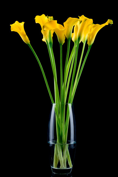 zantedeschia