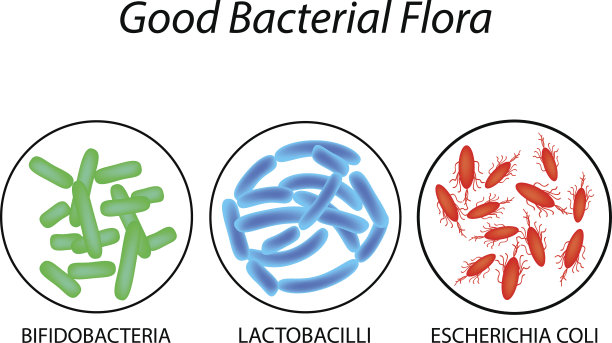 bacteria