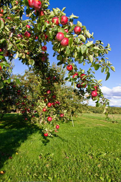 orchard