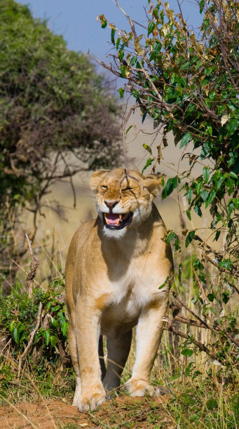 serengeti