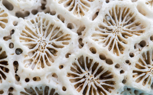 corals
