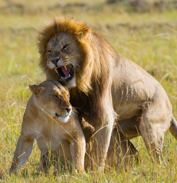 serengeti