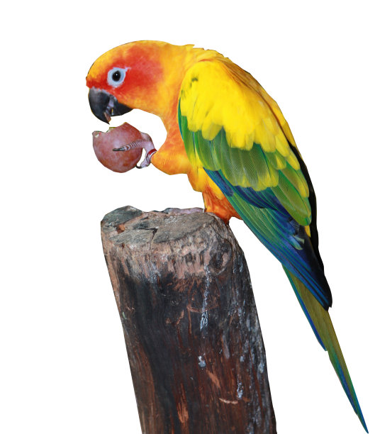 macaws