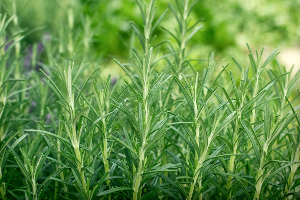 rosemary