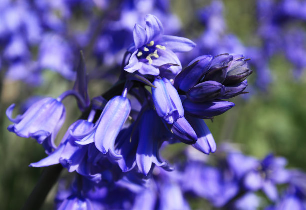 hyacinthoides