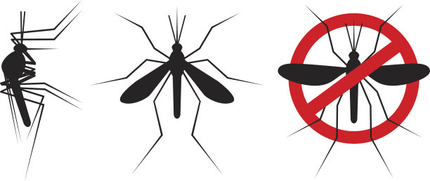 mosquito