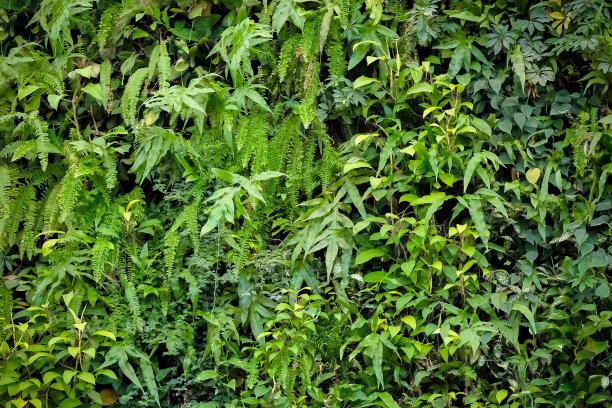 植物墙背景